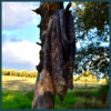 Chal Angus - Imagen 7